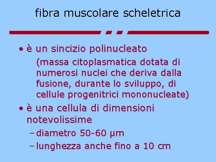 fibra muscolare scheletrica • è un sincizio polinucleato (massa citoplasmatica dotata di numerosi nuclei