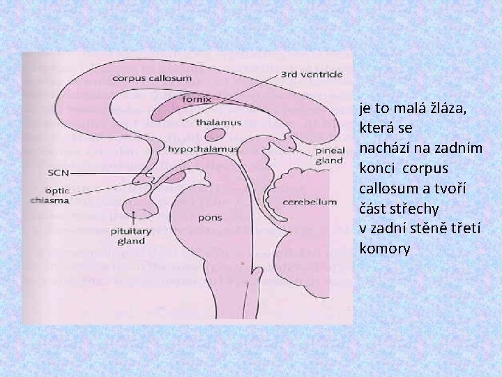 je to malá žláza, která se nachází na zadním konci corpus callosum a tvoří