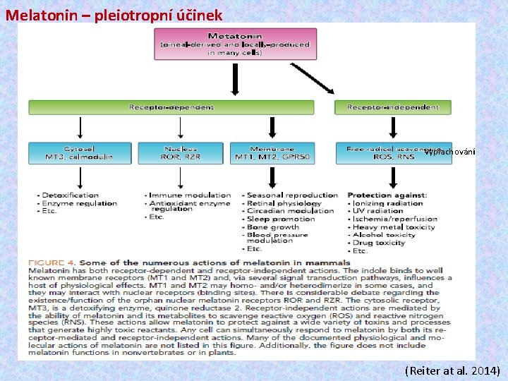 Melatonin – pleiotropní účinek vyplachování (Reiter at al. 2014) 