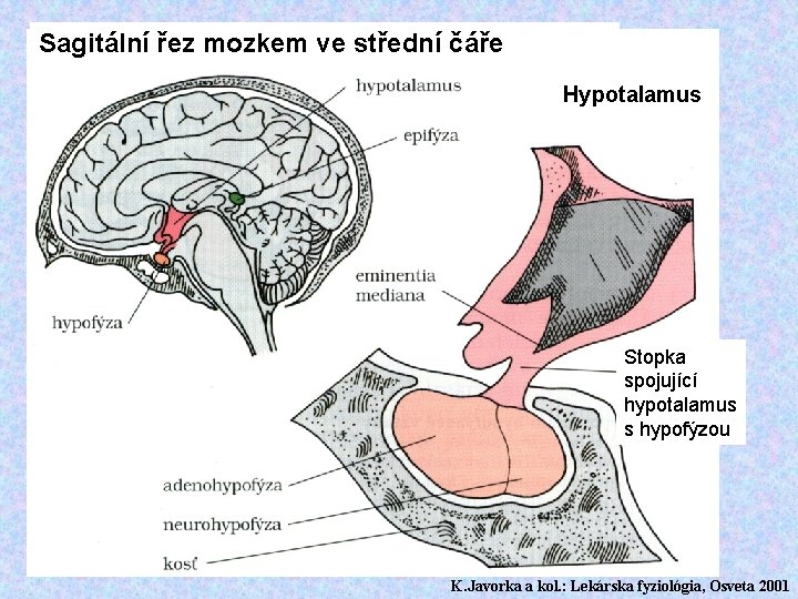 Sagitální řez mozkem ve střední čáře Hypotalamus Stopka spojující hypotalamus s hypofýzou K. Javorka
