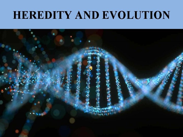 HEREDITY AND EVOLUTION 