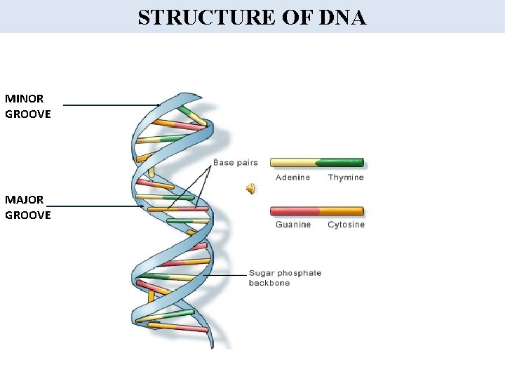 STRUCTURE OF DNA MINOR GROOVE MAJOR GROOVE 