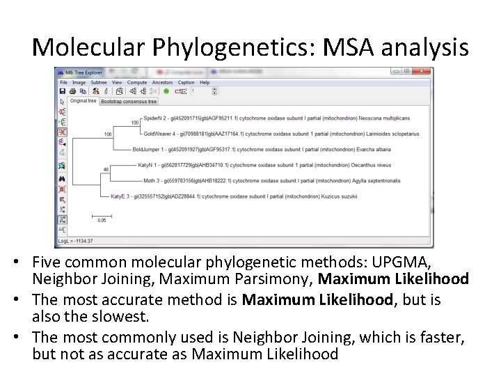 Molecular Phylogenetics: MSA analysis • Five common molecular phylogenetic methods: UPGMA, Neighbor Joining, Maximum Molecular Phylogenetics: MSA analysis • Five common molecular phylogenetic methods: UPGMA, Neighbor Joining, Maximum