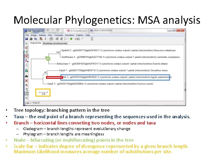 Molecular Phylogenetics: MSA analysis • • • Tree topology: branching pattern in the tree Molecular Phylogenetics: MSA analysis • • • Tree topology: branching pattern in the tree