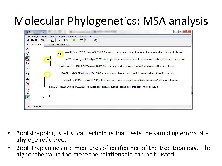 Molecular Phylogenetics: MSA analysis • Bootstrapping: statistical technique that tests the sampling errors of Molecular Phylogenetics: MSA analysis • Bootstrapping: statistical technique that tests the sampling errors of