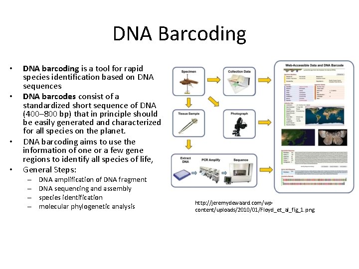 DNA Barcoding • • DNA barcoding is a tool for rapid species identification based DNA Barcoding • • DNA barcoding is a tool for rapid species identification based