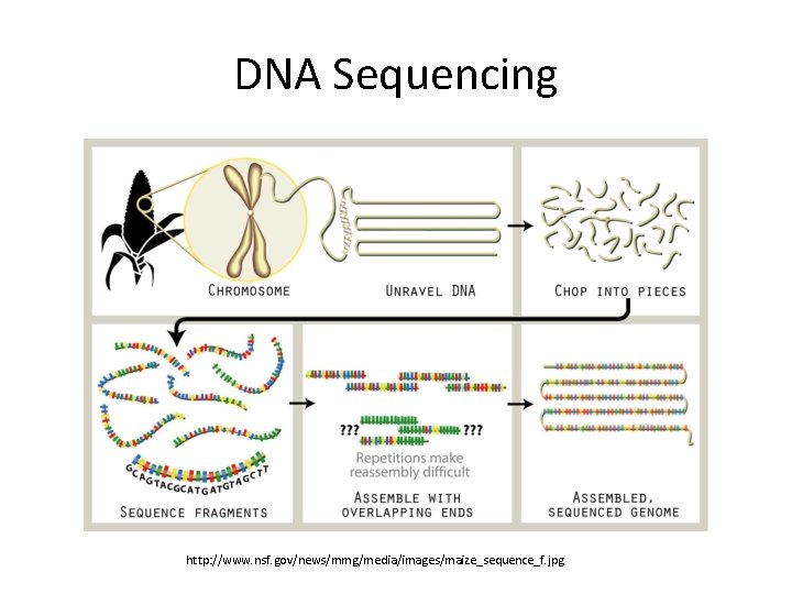 DNA Sequencing http: //www. nsf. gov/news/mmg/media/images/maize_sequence_f. jpg DNA Sequencing http: //www. nsf. gov/news/mmg/media/images/maize_sequence_f. jpg