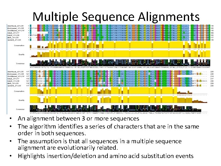 Multiple Sequence Alignments • An alignment between 3 or more sequences • The algorithm Multiple Sequence Alignments • An alignment between 3 or more sequences • The algorithm
