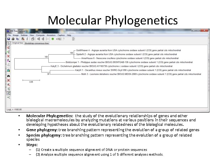 Molecular Phylogenetics • • Molecular Phylogenetics: the study of the evolutionary relationships of genes Molecular Phylogenetics • • Molecular Phylogenetics: the study of the evolutionary relationships of genes