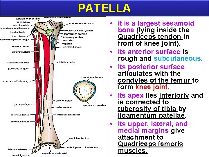 PATELLA • It is a largest sesamoid bone (lying inside the Quadriceps tendon in