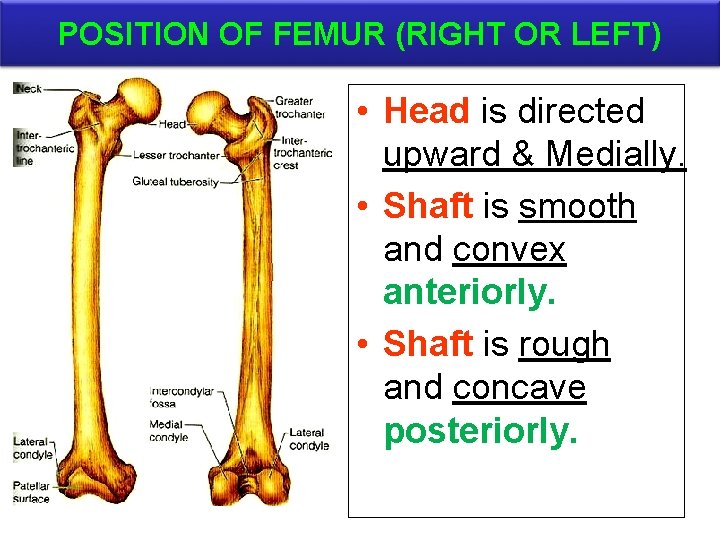 POSITION OF FEMUR (RIGHT OR LEFT) • Head is directed upward & Medially. •