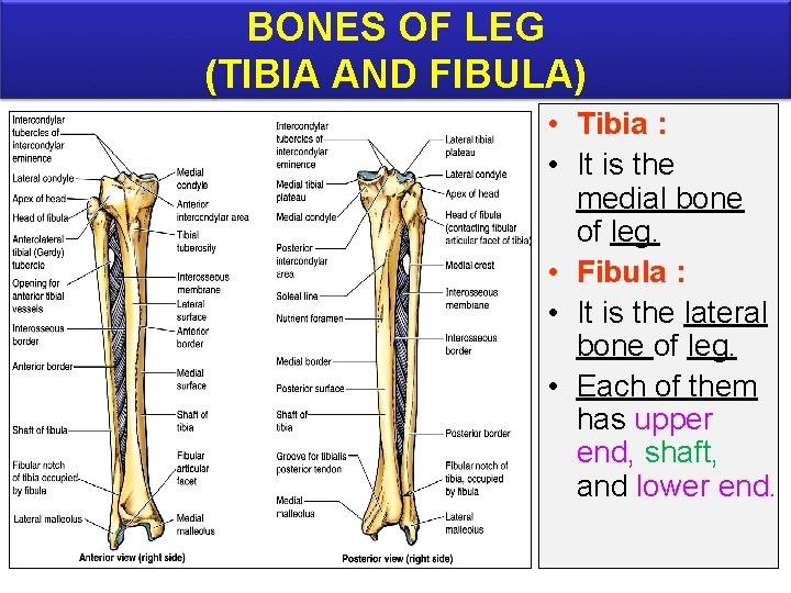 BONES OF LEG (TIBIA AND FIBULA) • Tibia : • It is the medial