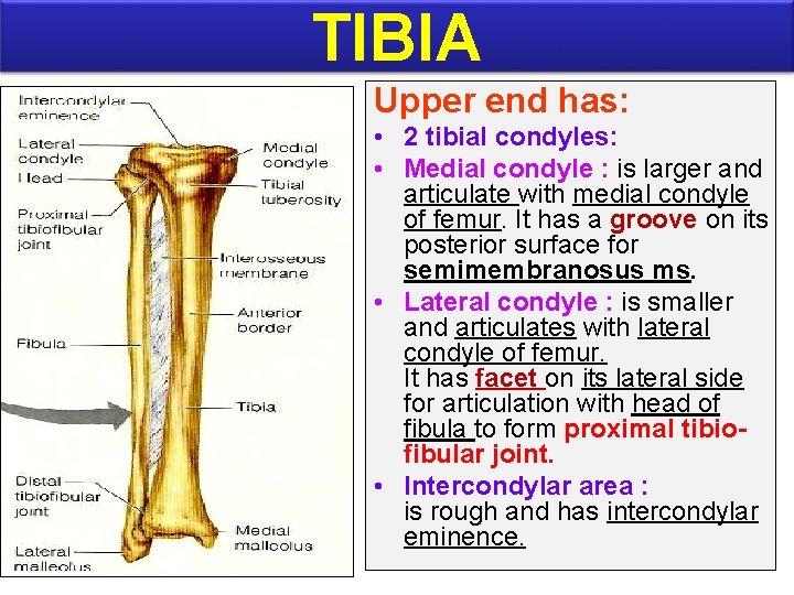 TIBIA Upper end has: • 2 tibial condyles: • Medial condyle : is larger