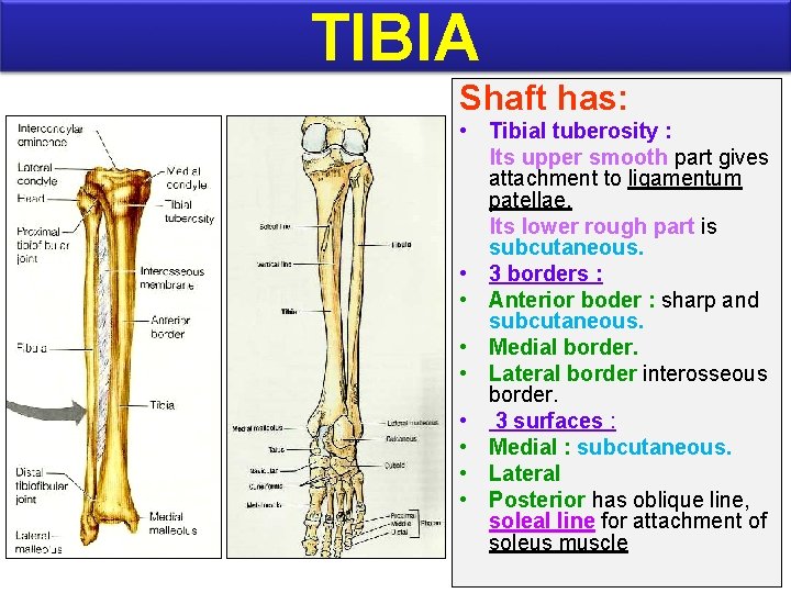 TIBIA Shaft has: • Tibial tuberosity : Its upper smooth part gives attachment to