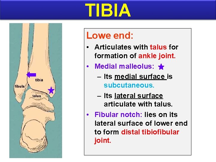 TIBIA Lowe end: • Articulates with talus formation of ankle joint. • Medial malleolus: