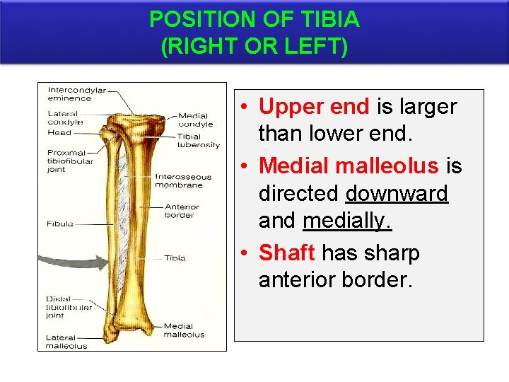 POSITION OF TIBIA (RIGHT OR LEFT) • Upper end is larger than lower end.