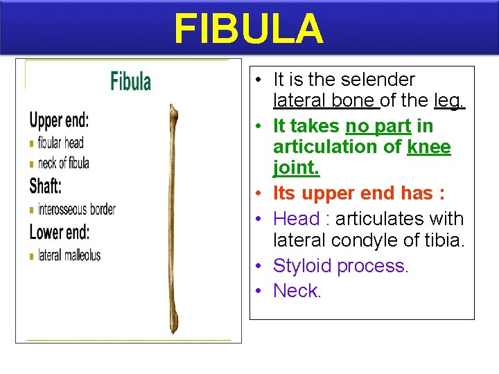 FIBULA • It is the selender lateral bone of the leg. • It takes