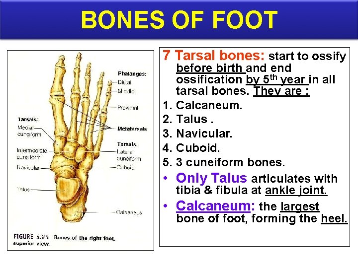 BONES OF FOOT 7 Tarsal bones: start to ossify before birth and end ossification