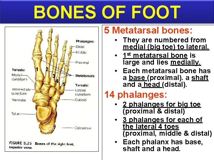 BONES OF FOOT 5 Metatarsal bones: 1 2 3 4 5 • They are