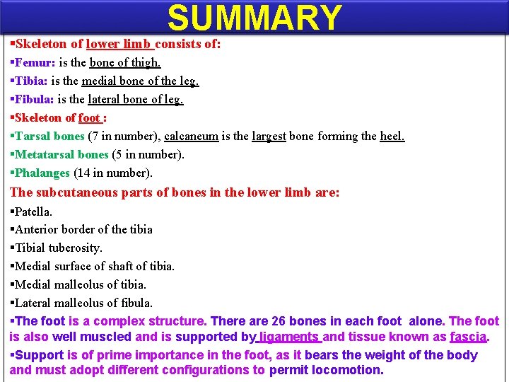 SUMMARY §Skeleton of lower limb consists of: §Femur: is the bone of thigh. §Tibia:
