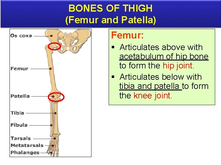 BONES OF THIGH (Femur and Patella) Femur: § Articulates above with acetabulum of hip