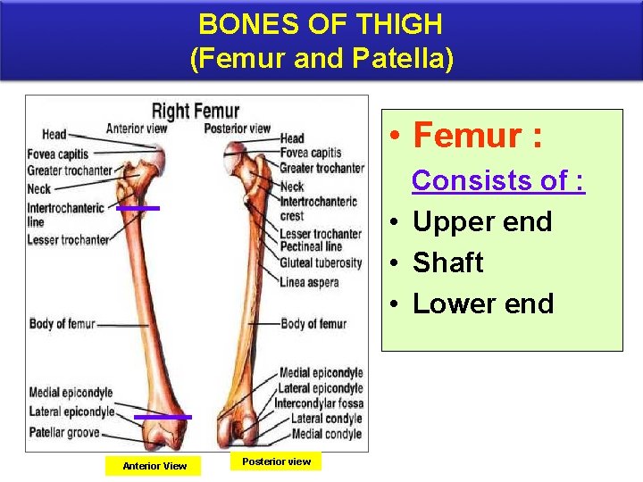 BONES OF THIGH (Femur and Patella) • Femur : Consists of : • Upper