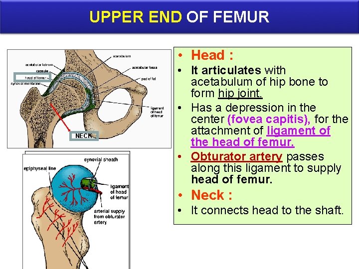 UPPER END OF FEMUR • Head : NECK • It articulates with acetabulum of