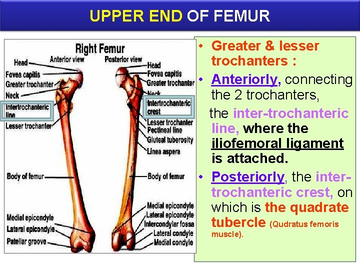 UPPER END OF FEMUR • Greater & lesser trochanters : • Anteriorly, connecting the