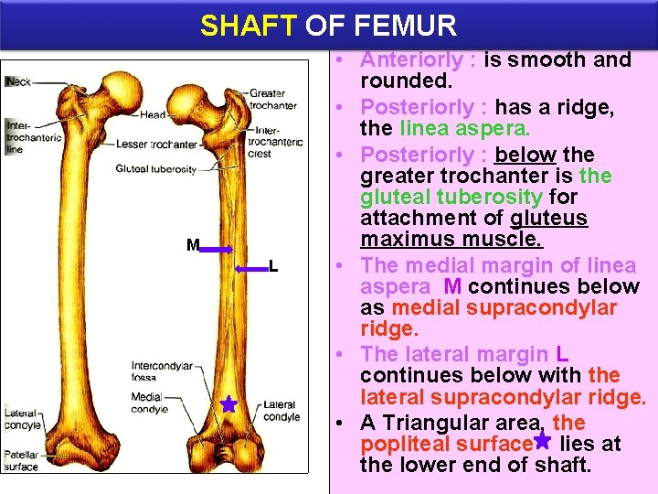 SHAFT OF FEMUR M L • Anteriorly : is smooth and rounded. • Posteriorly