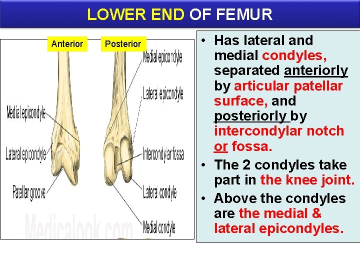 LOWER END OF FEMUR Anterior Posterior • Has lateral and medial condyles, separated anteriorly