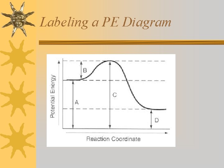 Labeling a PE Diagram 