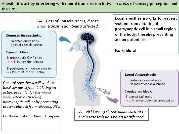Anesthetics act by interfering with neural transmission between areas of sensory perception and the