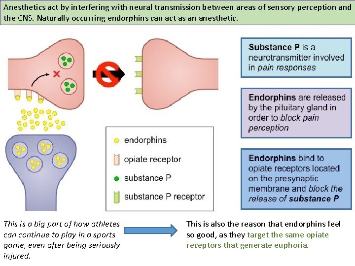 Anesthetics act by interfering with neural transmission between areas of sensory perception and the