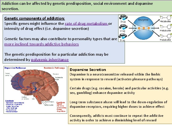 Addiction can be affected by genetic predisposition, social environment and dopamine secretion. Genetic components