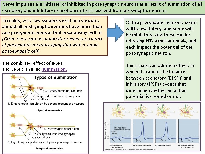 Nerve impulses are initiated or inhibited in post-synaptic neurons as a result of summation