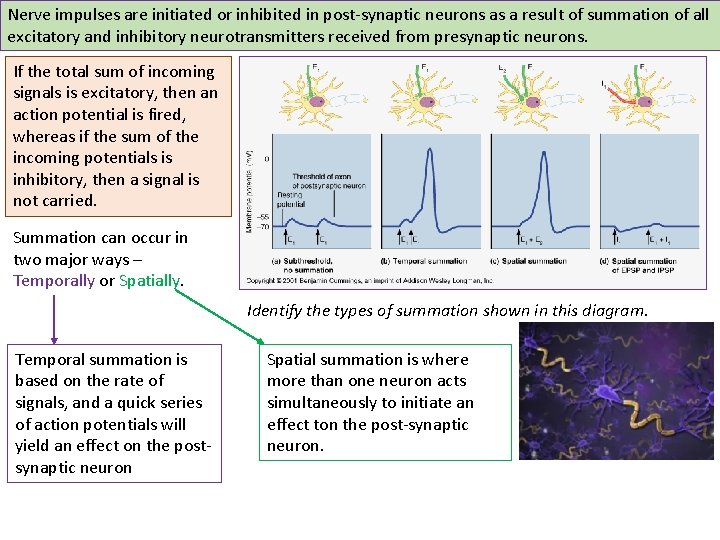 Nerve impulses are initiated or inhibited in post-synaptic neurons as a result of summation