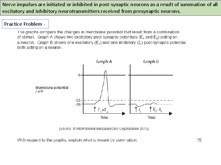 Nerve impulses are initiated or inhibited in post-synaptic neurons as a result of summation