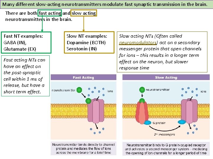 Many different slow-acting neurotransmitters modulate fast synaptic transmission in the brain. There are both