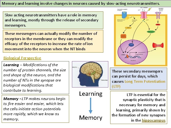 Memory and learning involve changes in neurons caused by slow-acting neurotransmitters. Slow acting neurotransmitters