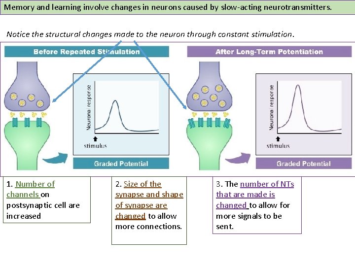 Memory and learning involve changes in neurons caused by slow-acting neurotransmitters. Notice the structural