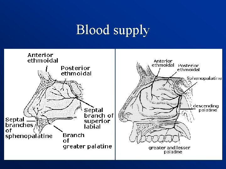 Blood supply 