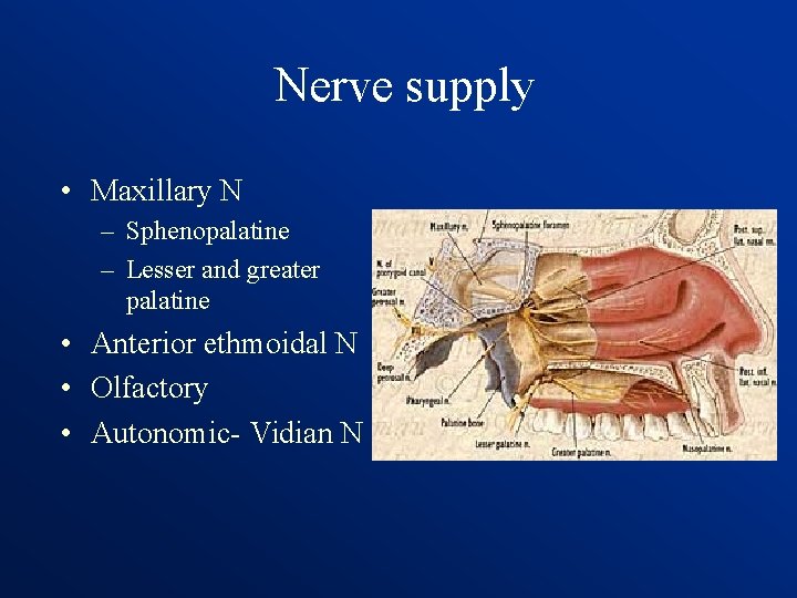 Nerve supply • Maxillary N – Sphenopalatine – Lesser and greater palatine • Anterior