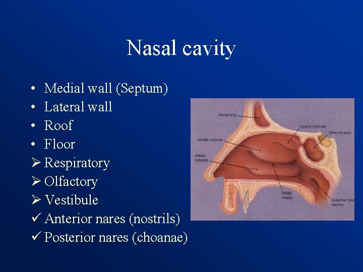 Nasal cavity • Medial wall (Septum) • Lateral wall • Roof • Floor Ø