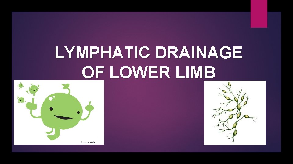 LYMPHATIC DRAINAGE OF LOWER LIMB 