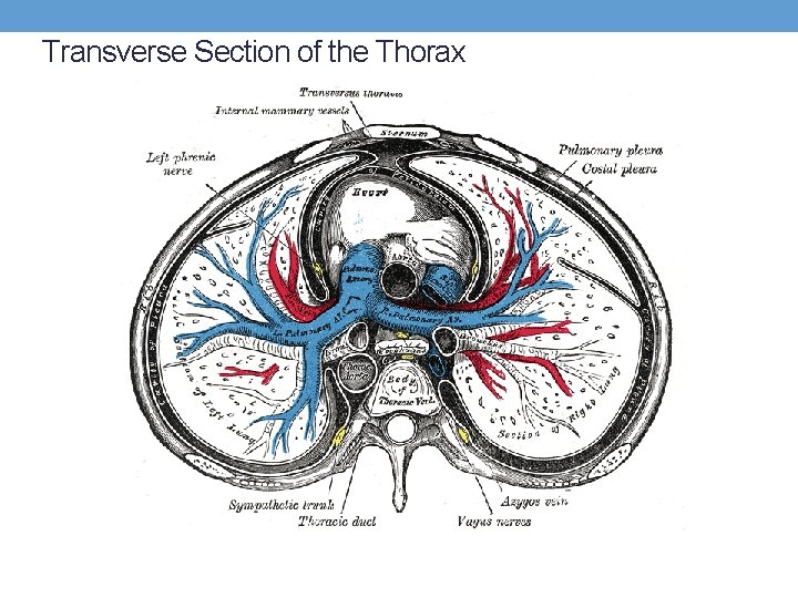 Transverse Section of the Thorax 