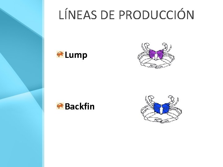 LÍNEAS DE PRODUCCIÓN Lump Backfin 