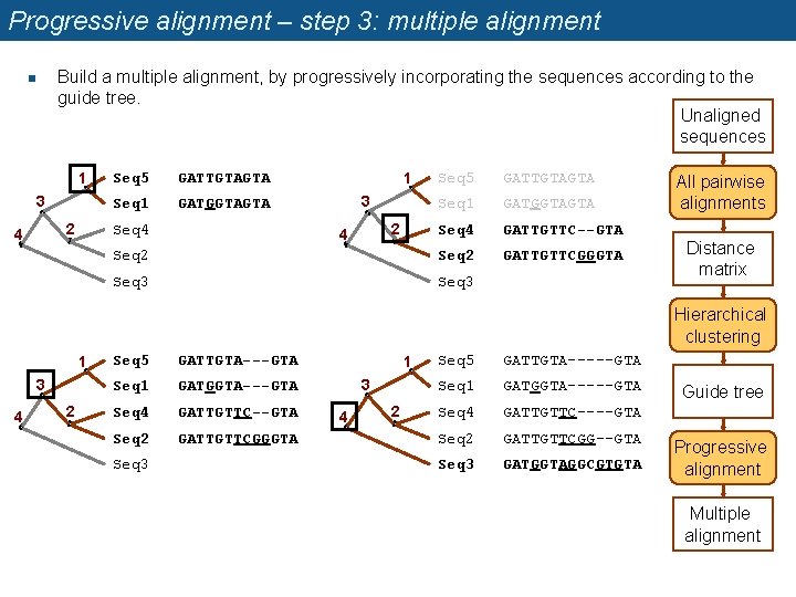 Progressive alignment – step 3: multiple alignment Build a multiple alignment, by progressively incorporating