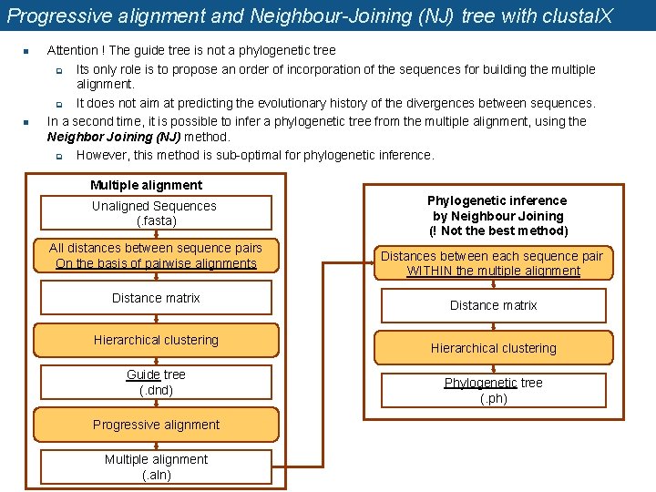 Progressive alignment and Neighbour-Joining (NJ) tree with clustal. X n n Attention ! The