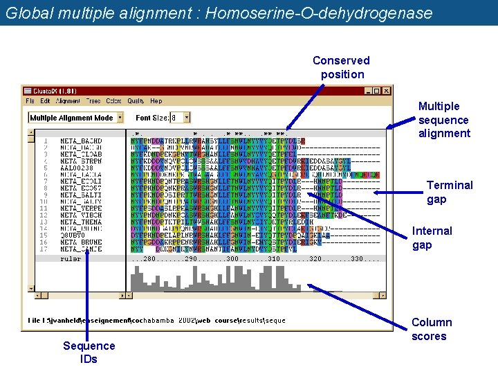 Global multiple alignment : Homoserine-O-dehydrogenase Conserved position Multiple sequence alignment Terminal gap Internal gap