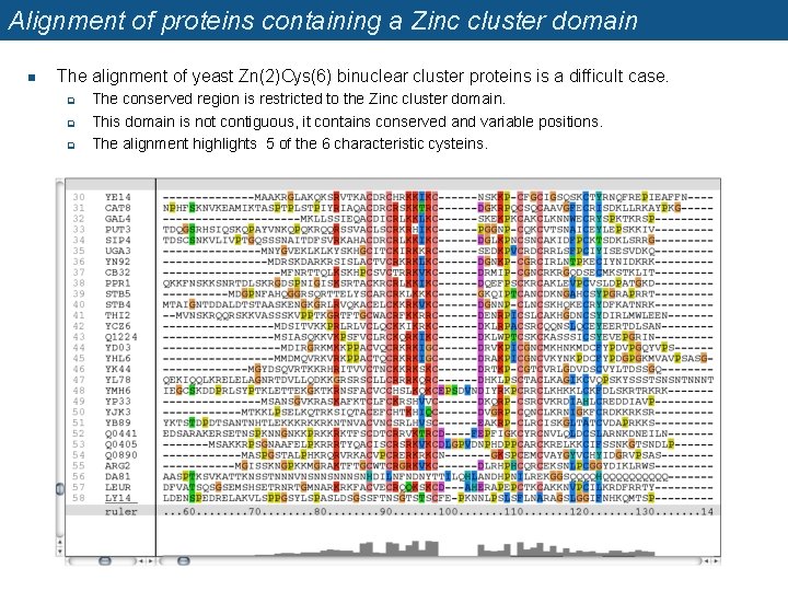 Alignment of proteins containing a Zinc cluster domain n The alignment of yeast Zn(2)Cys(6)